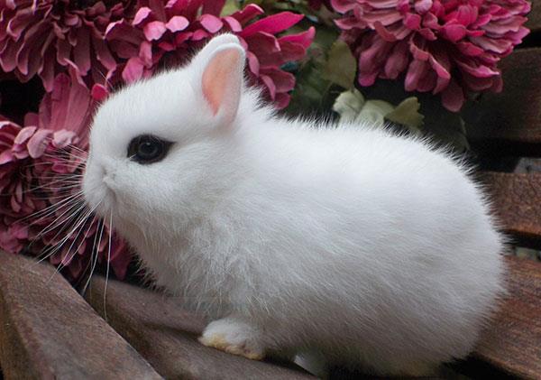 侏儒海棠兔 – 伊伊兔宠物百科网
