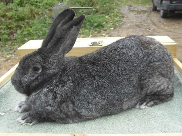 巨型花明兔