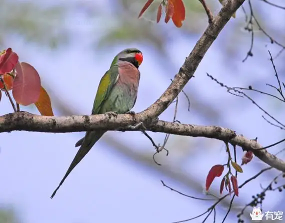 Red-breasted-Parakeet0464AN-88-1024x801-.jpg