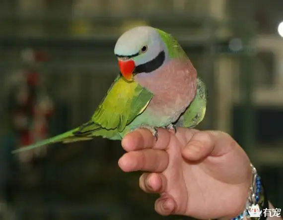 Red-Breasted-Parakeet-.jpg