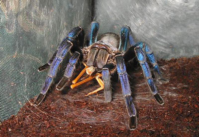 金属蓝蜘蛛