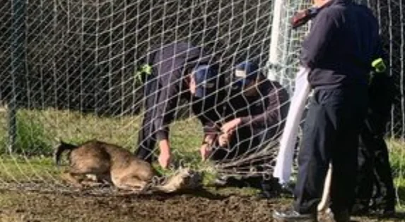 动弹不得！小鹿被足球网缠住，被消防员救出
