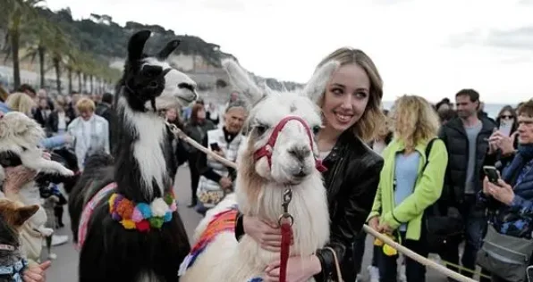 法国举办第二届“动物之路” 民众带羊驼现身海边