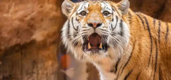 危险！危险！危险！龙卷风肆虐后 动物园2只老虎不见了！