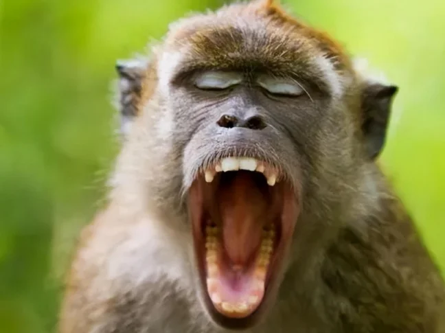 景区回应女子给猴子喂食被掌掴，遇到这种情况该怎么做？