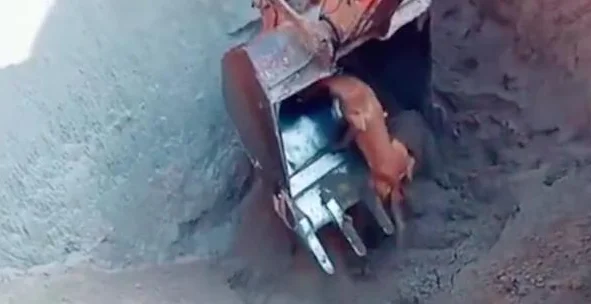 狗狗掉进了大坑里，挖掘机师傅机智将它救出！狗：第一次坐很紧张