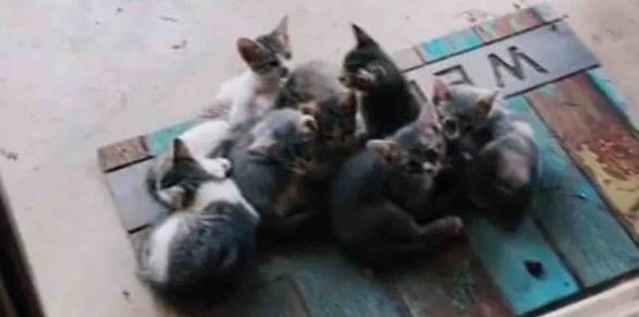 流浪猫为7个孩子，三顾茅庐求收养