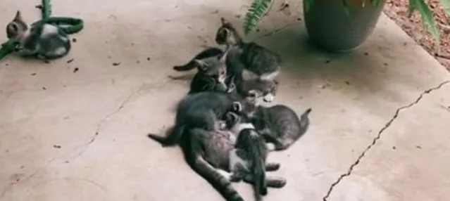 流浪猫为7个孩子，三顾茅庐求收养