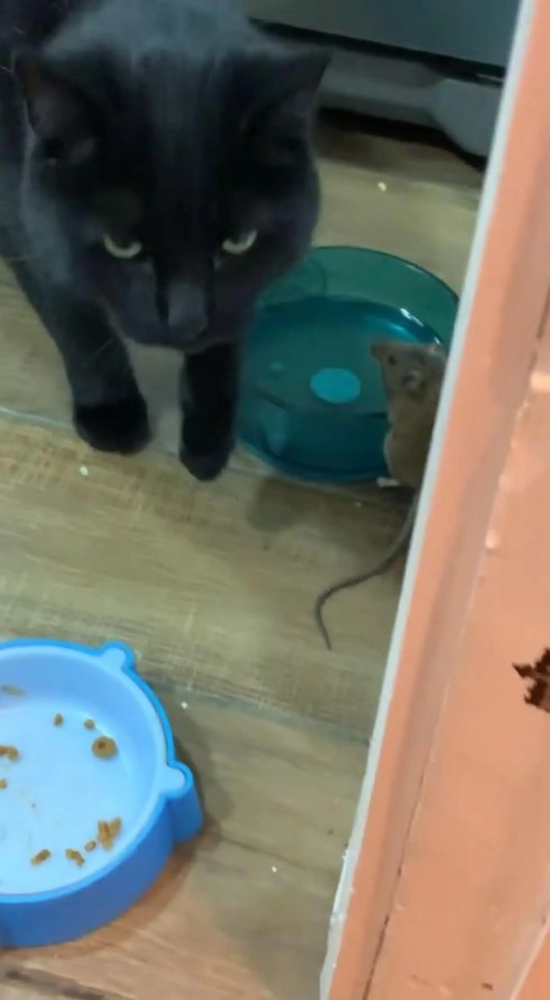 猫咪带着老鼠进家偷东西，真是“家贼难防”