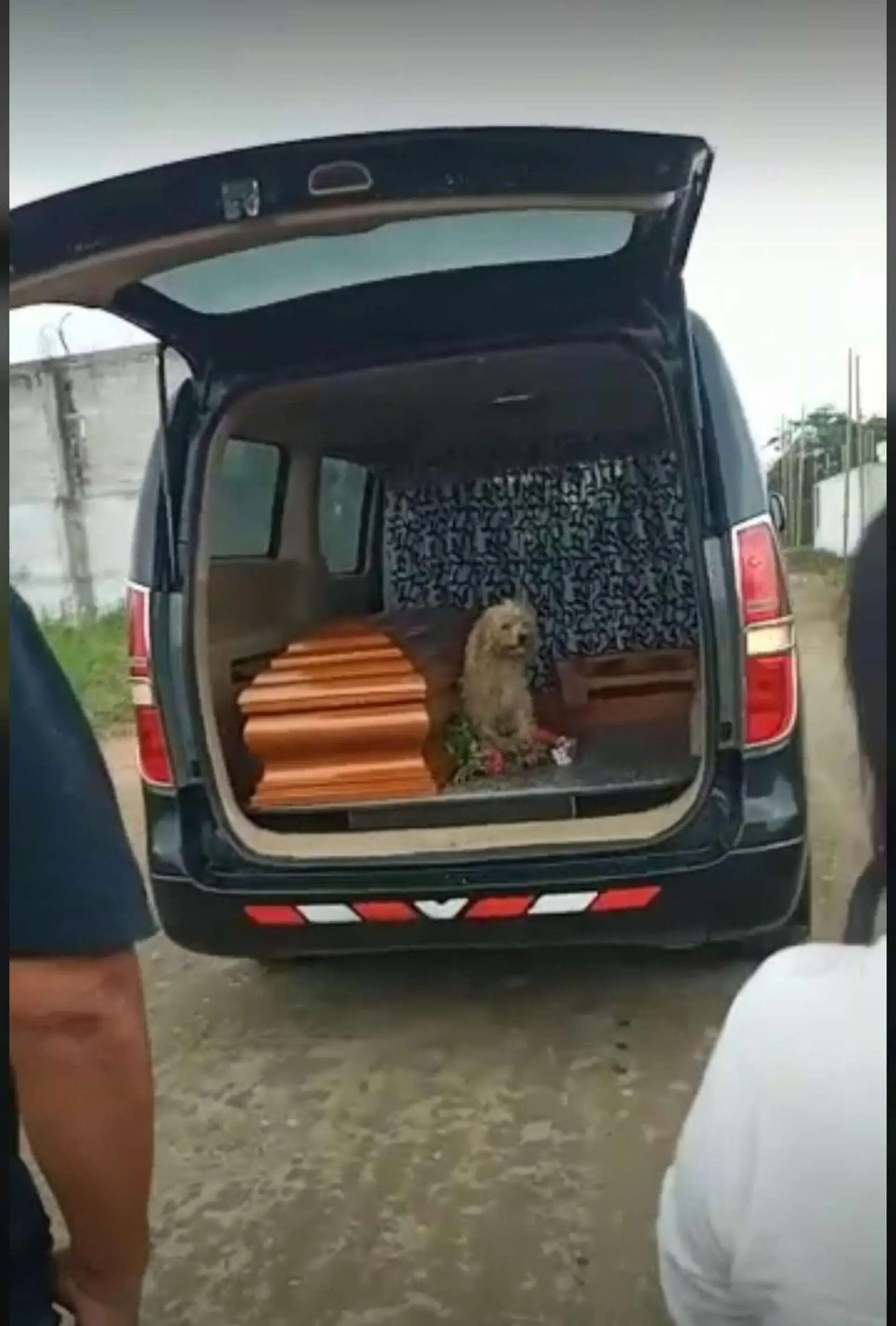相伴8年的主人离世，狗狗在葬礼当天做出灵性行为