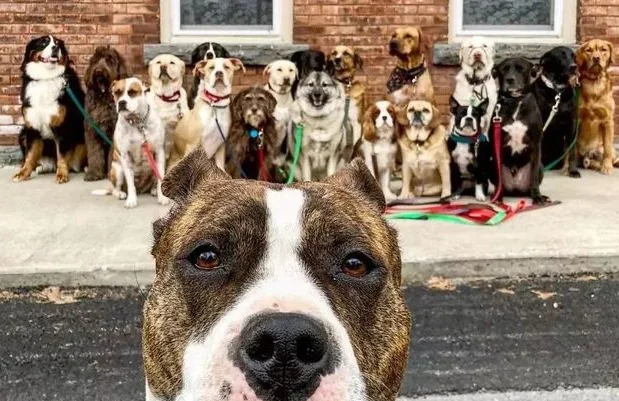 养了33只狗被投诉，可工作人员进屋一看惊呆了