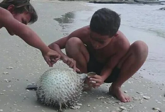海边发现一条球形带刺鱼 用斧头劈开后两少年连连作呕 