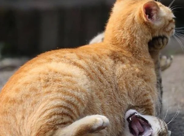 如果流浪猫会武功，狸花猫最厉害，橘猫大招笑死人 