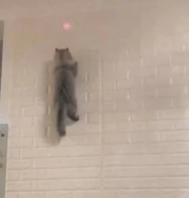 猫咪和主人玩游戏，在墙上来去自如，网友：你是一只壁虎吗 