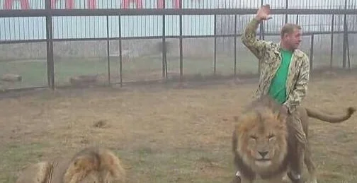 俄罗斯导游教男游客骑雄狮 男子见雄狮后却举手投降 
