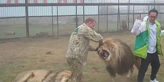 俄罗斯导游教男游客骑雄狮 男子见雄狮后却举手投降 