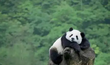 终身无法回到祖国怀抱的两只大熊猫，一句我想回家