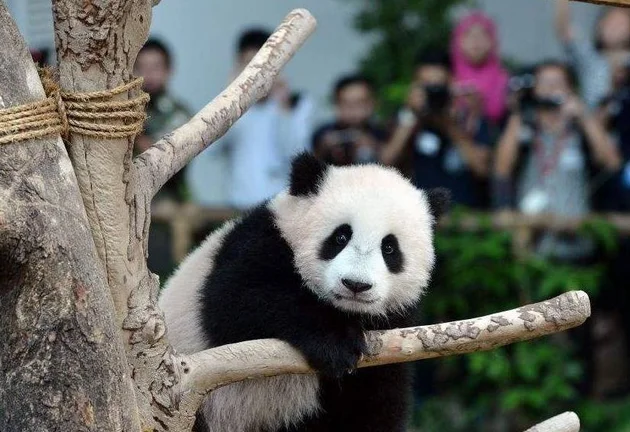 大熊猫暖暖被马来西亚退回，如今在四川老家生活美滋滋！