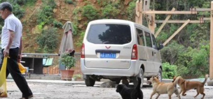 一群流浪狗围堵汽车，车主立马踩油门，让人意外的画面出现了！