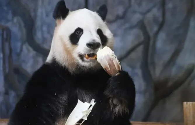 大熊猫也爱吃“甜筒”？深圳野生动物园大熊猫进入“食笋季”