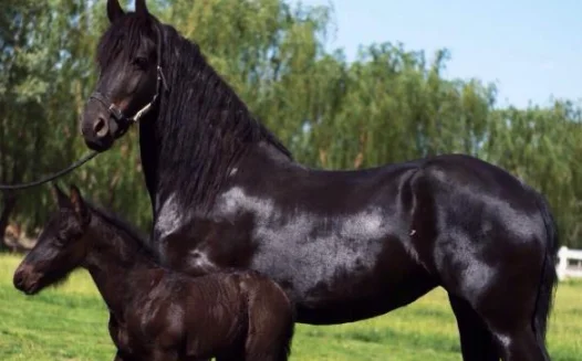 女子收养一匹小黑马，养了1年后发现不对劲