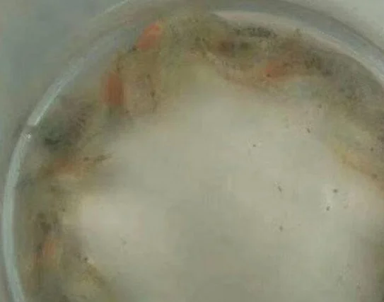 同事怕养的虾冻坏了，给它们加了个暖宝宝取暖