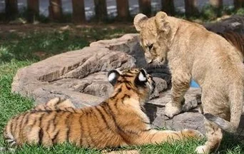 老虎和狮子对决，画面呆萌，网友：说好的百兽之争呢？ 