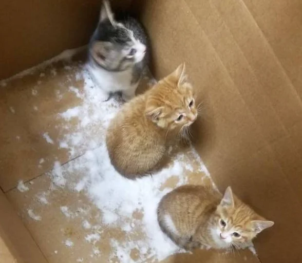 大雪纷飞的夜晚，四只小奶猫被关在箱子里，箱子被丢弃在雪地上！ 