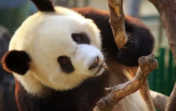熊猫中心否认联合美国动物园摆拍