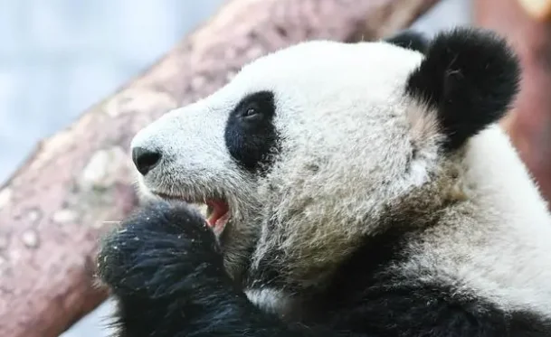 熊猫中心否认联合美国动物园摆拍