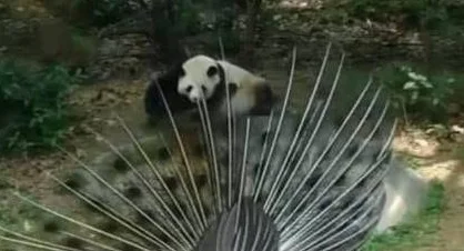 孔雀到国宝面前开屏，大熊猫怒了：我打架从不看你是几级保护动物 