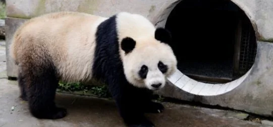旅泰大熊猫“林惠”离世 网友哀悼：“回到它的星球”