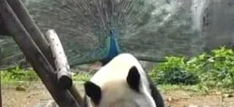 孔雀见熊猫闷闷不乐，便上前“调戏”它