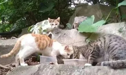 广州惊现“山神爷”：那些被虐猫团威胁的猫，他都将庇佑