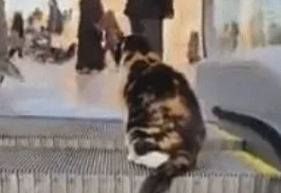 逛商场时发现一只会坐电梯的猫咪，它竟还知道靠右边站，成精了！ 
