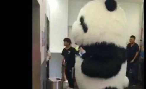 小姐姐电梯偶遇“大熊猫”，瞬间被圈粉，只是进电梯的时候尴尬了 