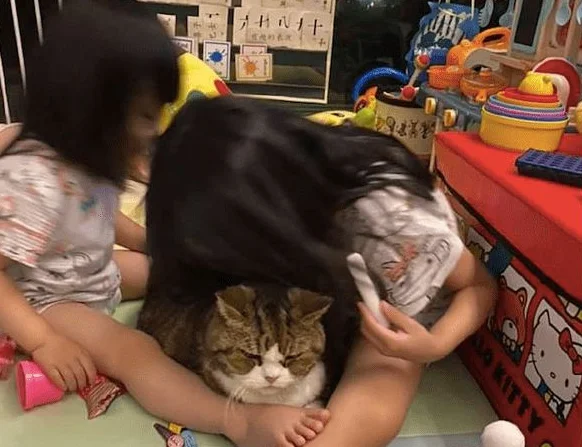 两姐妹轮番趴在猫咪身上吸，它一脸的不情愿：两个吸猫狂徒啊！