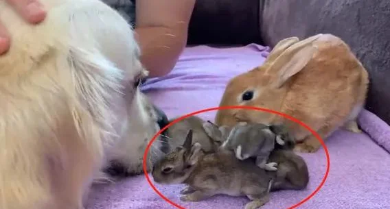 兔子生了4只娃，金毛把它们当成“食物”