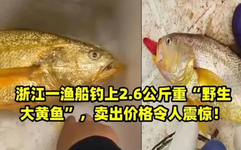游客钓上野生大黄鱼，市场价过万