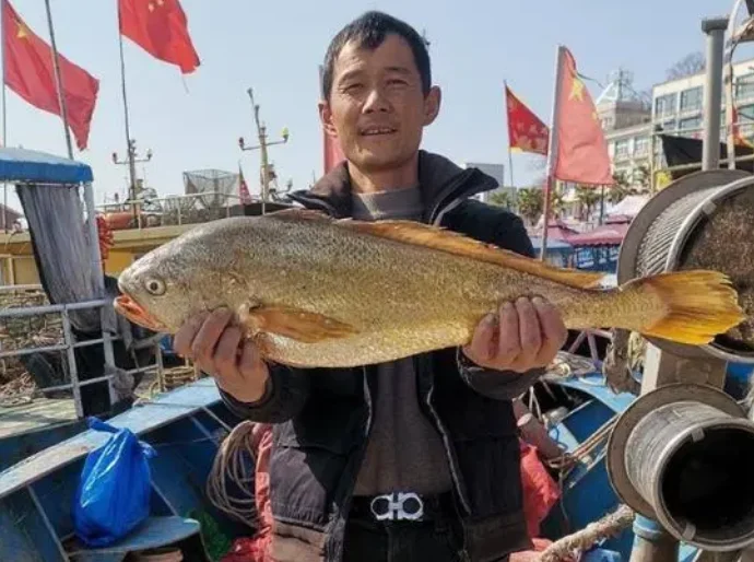 游客钓上野生大黄鱼，市场价过万