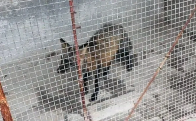 游客吐槽动物园出现断臂黑熊 其他动物均状态很差