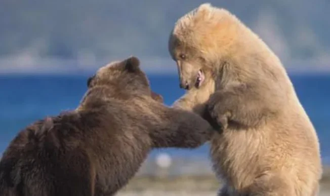 作为现存最大食肉动物，北极熊是不是陆地食肉动物“单挑王”？
