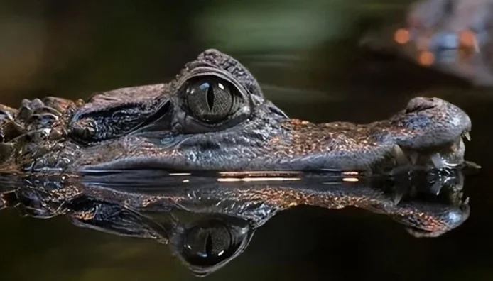 鳄鱼在水中和陆地上都能生存，它能在单一环境中一直生存吗？