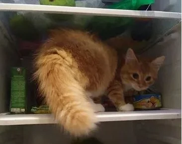 橘猫在冰箱前一直喵喵喵叫，喵：让开，朕要上冰箱里凉快凉快！ 