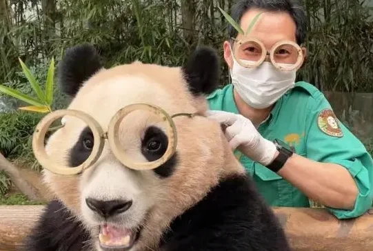 上万韩国人竞聘做大熊猫“饲养员助理”：“我不要工资"
