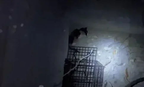 因为不让抓，小猫被熊孩子扔进20米的井里，饿了3天