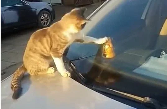 看见一只橘猫趴在车上，刚想去赶走它，走近后却默默拿出手机