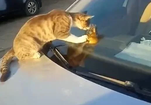 看见一只橘猫趴在车上，刚想去赶走它，走近后却默默拿出手机