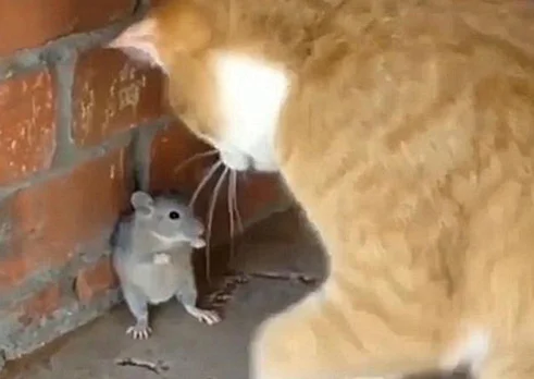老鼠被橘猫逼到墙角，以为它要凉了，隔几秒后主人有些心塞了