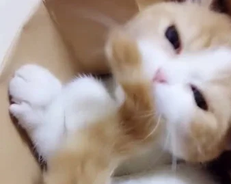 被丢在箱子里的橘猫 执着的吃着自己的尾巴 